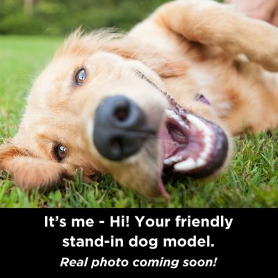 A Golden Retriever lies on its side on green grass. Their tongue is hanging out and they are smiling at the camera. The text at the bottom of the photo says “It’s me – Hi! Your friendly stand-in dog model. Real photo coming soon!”