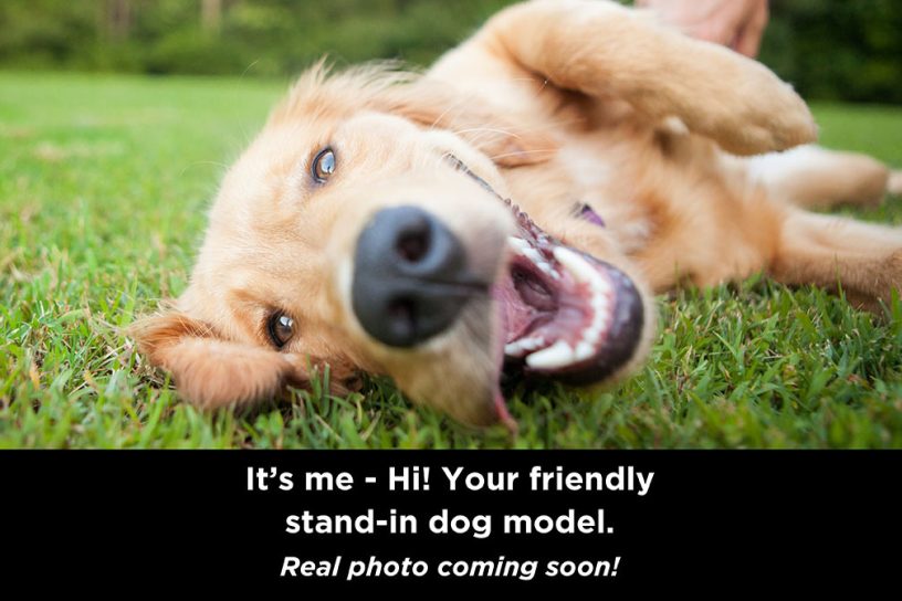 A Golden Retriever lies on its side on green grass. Their tongue is hanging out and they are smiling at the camera. The text at the bottom of the photo says “It’s me – Hi! Your friendly stand-in dog model. Real photo coming soon!”