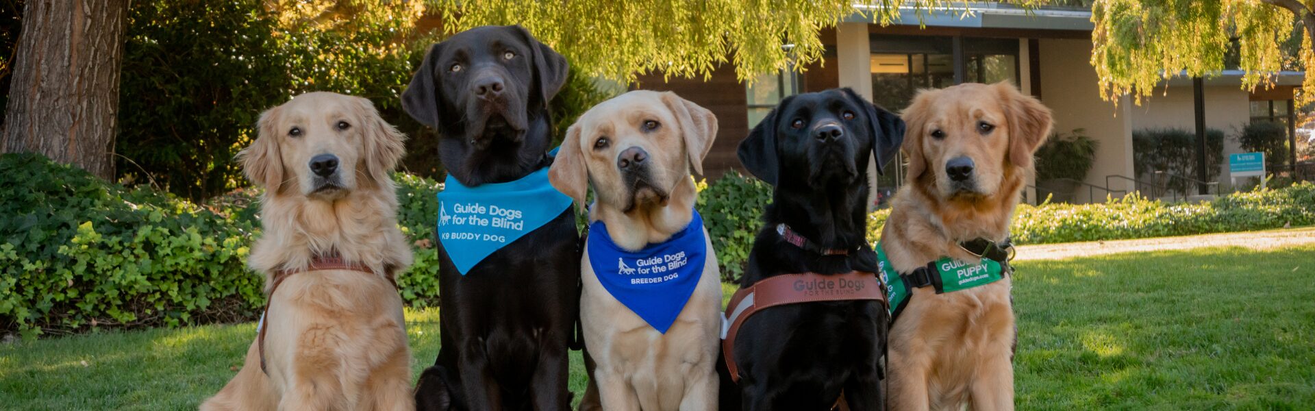 Five dogs sit shoulder to shoulder. A Golden Retriever in a guide dog harness, a chocolate Lab in a K9 Buddy scarf, a yellow Lab in a Breeder scarf, a black Lab in a guide dog harness, and a Golden Retriever in a puppy coat.