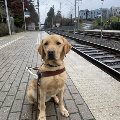 Tiny yellow Lab Bea sits in harness  on a train platform, looking at the camera