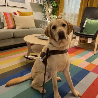 Eldon is sitting in a living room display setup in IKEA. He is wearing a guide dog harness and facing the camera. He is sitting on a brightly colored rug and in the background are living room furniture, fake foliage, and other multicolored living room décor.