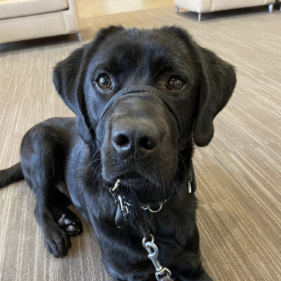 Aramis, a male black labrador, lays on the floor in the GDB fireside lounge.  He is alert and ready for directions!