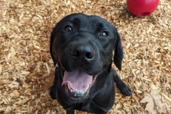 A smiley black lab sitting on bark chips looking up at the camera with her mouth wide open.