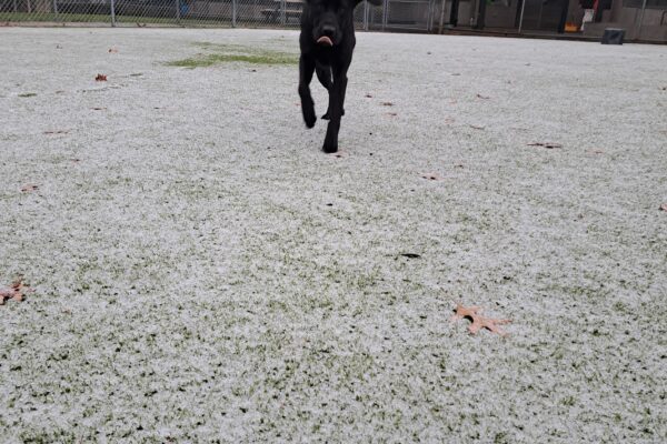 Black lab (Kindred) running towards the camera with her tongue out and ears flopping. Turf covered in beautiful white snow.