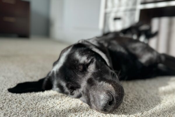 Black Lab Sylvie naps on her side in a sun spot on beige carpet in a room with gray walls.
