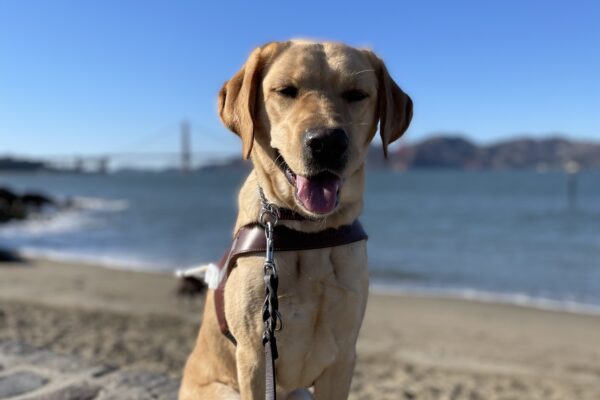 Photo is of yellow lab female Fontaine sitting in harness on a rock retaining wall with a sandy beach, the bay, and the Golden Gate Bridge in the distance behind her.