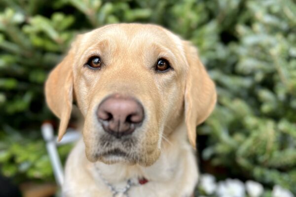 Barbara, a yellow Labrador Retriever , is sitting in front of green trees while wearing her harness. She is staring into the camera with her soft eyes.