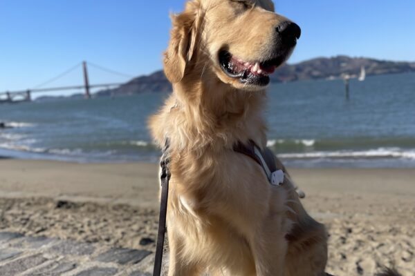 Photo is of coated golden cross Ford sitting in harness on a short rock retaining wall with a sandy beach, the bay, and the Golden Gate Bridge behind him. He is facing the right of the photo with his eyes closed and a happy expression on his face.