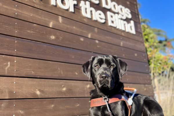 Sawyer, a black Labrador Retriever , is laying on a cement wall. Behind him is the Guide Dogs for the Blind logo that is on a wood backdrop.