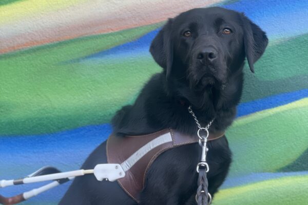 Gemstone, a female black lab, poses in front of a colorful mural while wearing a leather GDB harness. She is looking directly at the camera.