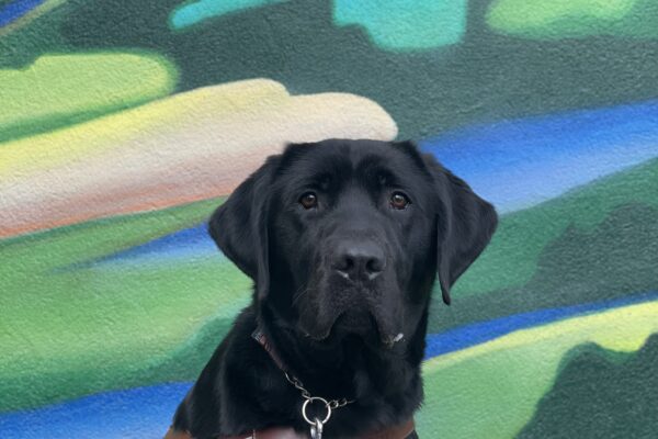 Neptune, a male black lab, sits in front of a colorful mural while wearing a leather GDB harness. Neptune is looking directly at the camera.