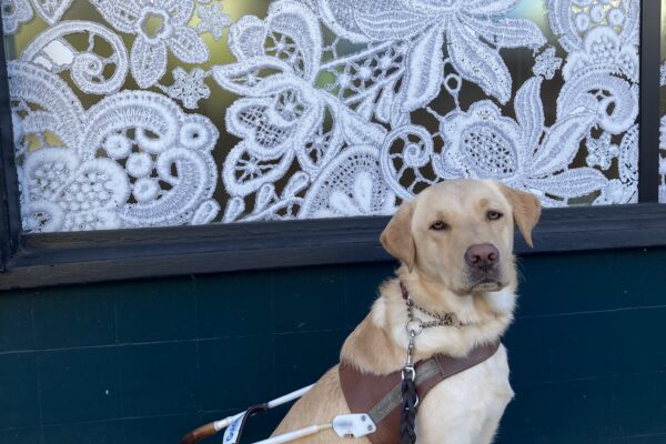 Gertie sits in harness in front of a buisuness window with a floral pattern painted in white.