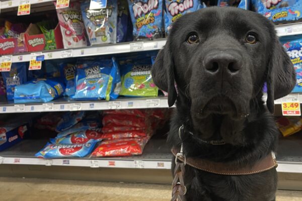 Kestrel sits in harness in the candy aisle of a grocery store. There’s a wall of candy behind her. She is wearing blue booties.