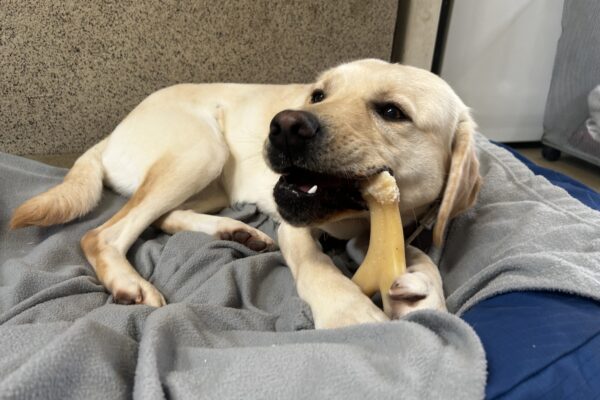 Jamaica laying on a comfy bed while chewing on a favorite bone.