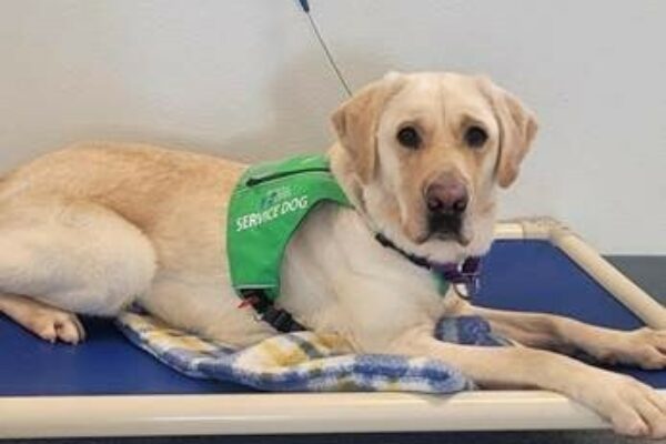 Yellow Lab Cliff wearing a green service dog vest, laying on a dog bed with a blue and yellow blanket.