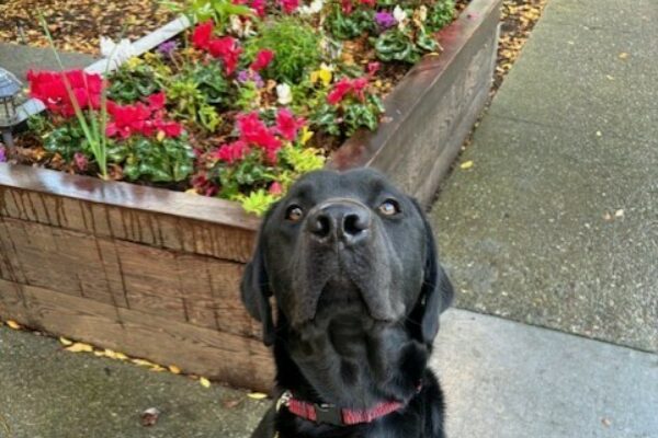 Conrad sits with his nose in the air, looking at the camera. There is a flower box with colorful flowers behind him.