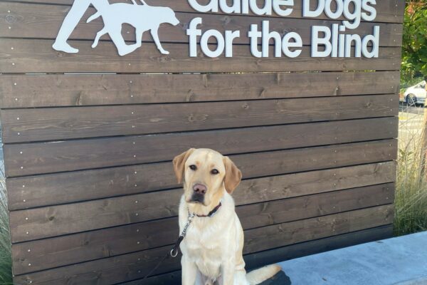 Dauphin, a yellow lab male sits atop a short cement wall. Behind him is a wooden wall with white lettering which reads "Guide Dogs for the Blind"
