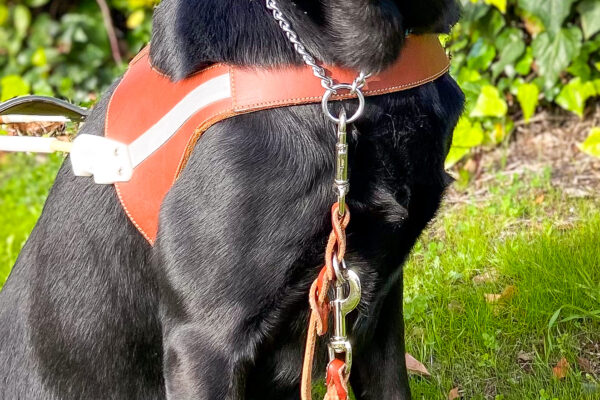 Handsome black Lab Grande sits at attention in harness on the grass