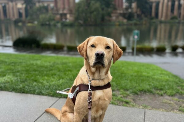 Groot sits in harness while staring into the camera. In the background is the Palace of the Fine Arts in San Francisco.