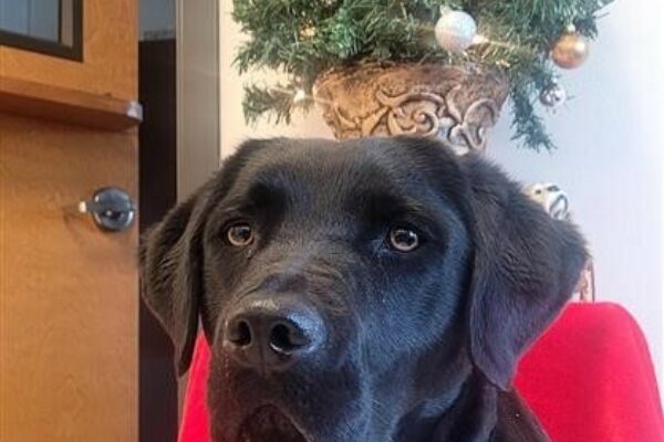 Black Lab Halo in front of a christmas tree