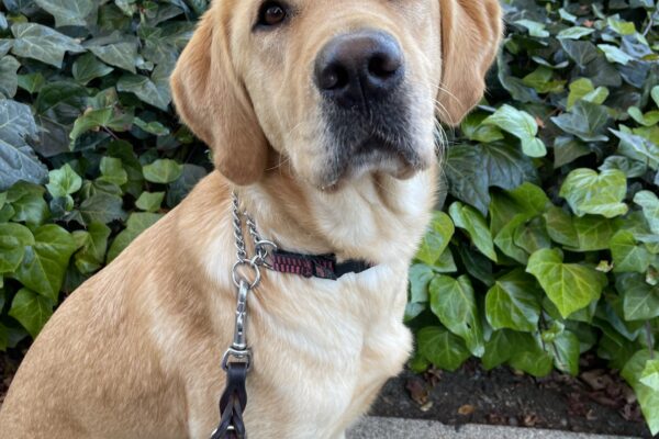 Holiday, a female yellow labrador/golden retriever cross, sits politely while on a walk on the GDB campus.  She is seated on the sidewalks with green ivy behind her.