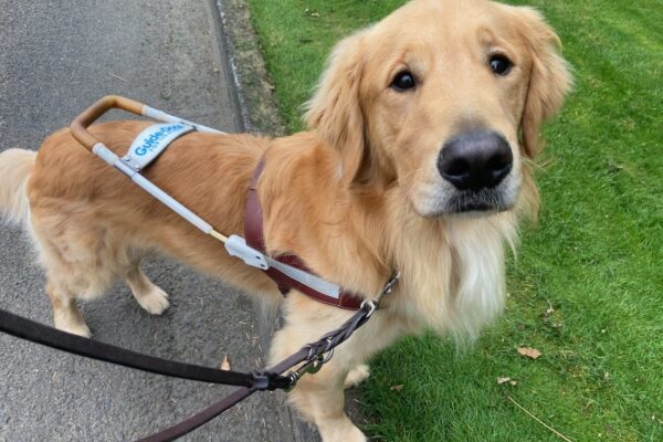 Brinker, a Golden Retriever wears his harness and looks up towards the camera. His front feet are posed on a raised curb.