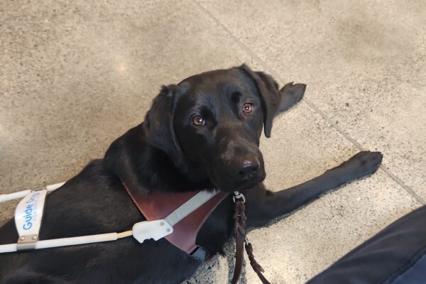 Sapphire lies down, in harness, on a concrete floor inside a bookstore. In view is her leather leash that is wrapped around her instructor's leg while they practice settling behavior. Sapphire is looking right and into the camera with an expectant look (for kibble reward) on her face.