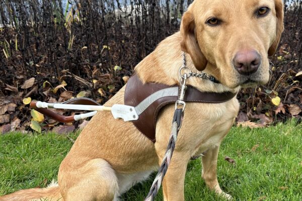 Yellow female lab Dublin sits in her harness on a grass patch in front of a pond with tall grass.