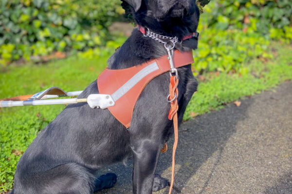 Pretty black Lab Janet sits at attention in harness on a path by the lawn