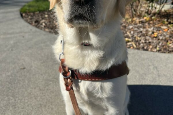 Janice, a yellow lab/golden cross, is wearing a guide dog harness and sitting in front of a mulch bed on campus. She has a serious expression and is looking into the camera.