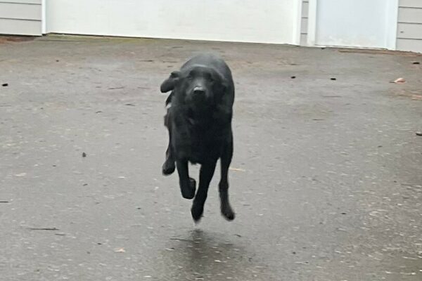 Lennon sprinting towards the camera on a rainy day.