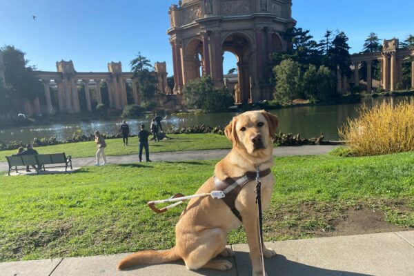Lily, a female yellow Labrador Retriever, sits in harness staring at the camera. In the background is the Palace of Fine Arts in San Francisco.
