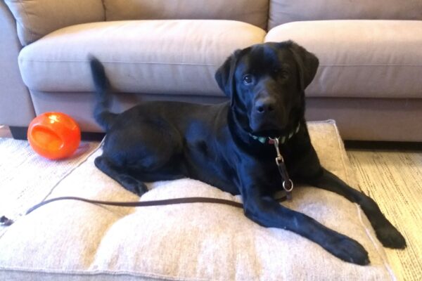 Black lab Newton is laying down on a dog bed wagging his tail as he faces the camera.