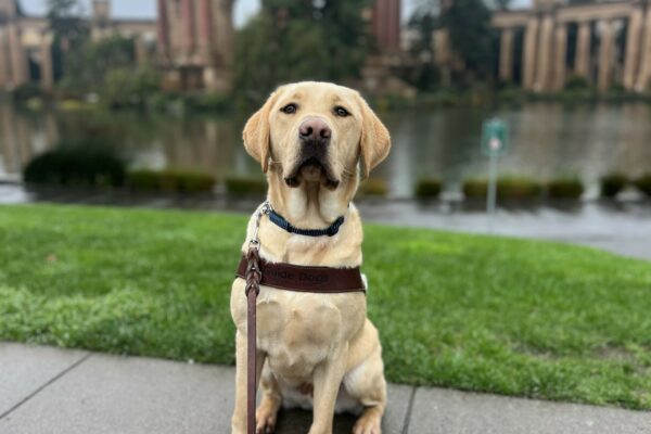 Oski sits in his guide dog harness while staring directly into the camera. The Palace of the Fine Arts in San Francisco is in the background.