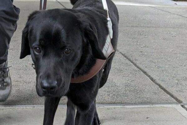 Black lab Rafa works in his harness up a sidewalk. His handlers leg can be seen following him.