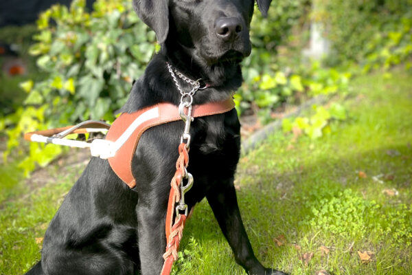 Pretty black Lab Reese gits on the grass in harness during her breeder assessment walk