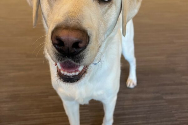 Sailor, a yellow lab, is in an indoor carpeted room. She is looking up into the camera with a relaxed expression.