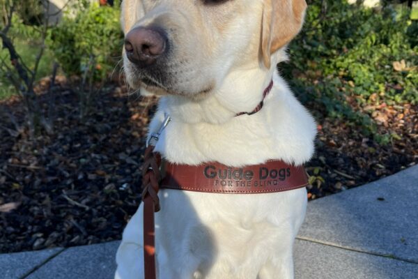Thimble, a yellow lab, is sitting in front of a flower bed on the California campus. She is wearing a guide dog harness and looking off to the side of the camera.