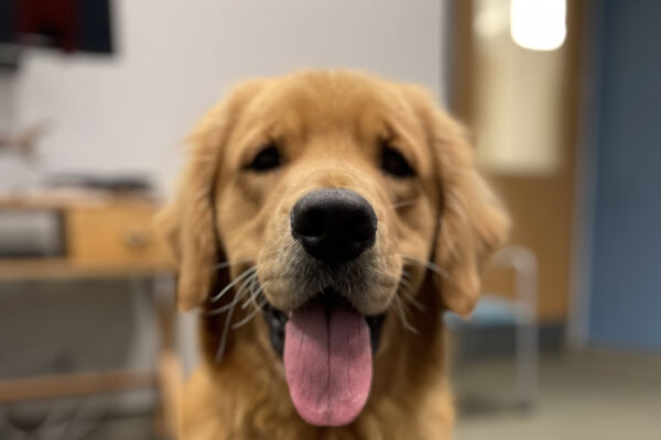 Wags, a male yellow labrador/golden retriever cross, sits in an office looking directly into the camera. His mouth is open and tongue is hanging out in a relaxed smile.