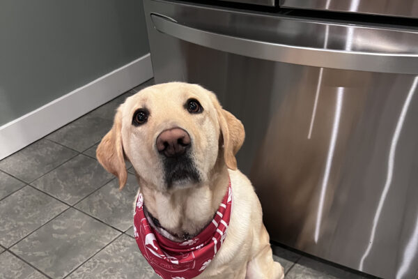 Yosemite, a male yellow labrador, sits in the kitchen staring up at the camera. He is wearing a red scarf and is eagerly awaiting his dinner.