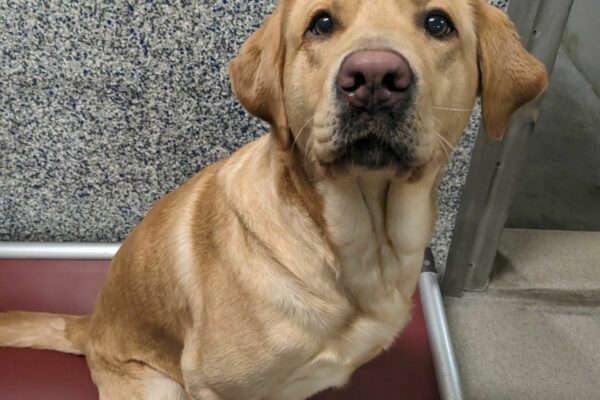 Gwendolyn, a large female yellow Labrador Retriever, sits on her burgundy Kuranda bed in her kennel run. Her body is turned slightly, but she is looking at the camera. The wall behind her is white, black, gray, and blue speckled.