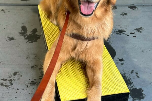 Peter, a yellow lab/ golden cross, is laying on a yellow pedestal. He is wearing his guide dog harness which is almost covered with his long fur! He has a happy expression on his face and is wagging his tail.