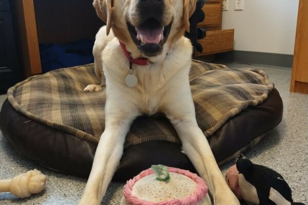Yellow Lab Veteran smiling happily laying on a plaid dog bed with toys all around him.