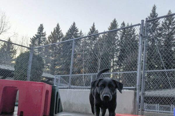 Waggie, a petite female black Labrador Retriever trots toward the camera. She is in the concrete community run area with red and green play structures behind her. There is cyclone fencing and the glowing sky in the background.