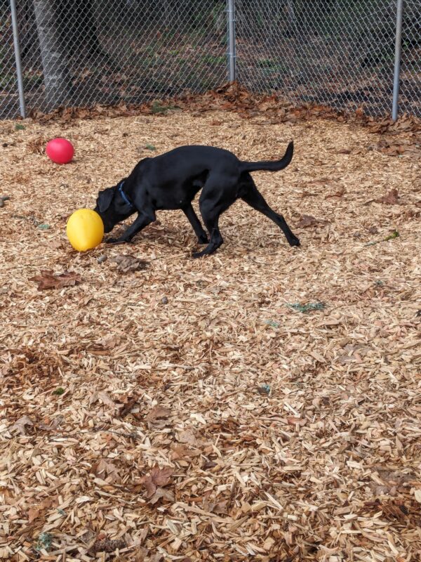 A black lab trotting after a yellow jolly egg in a bark chip play yard