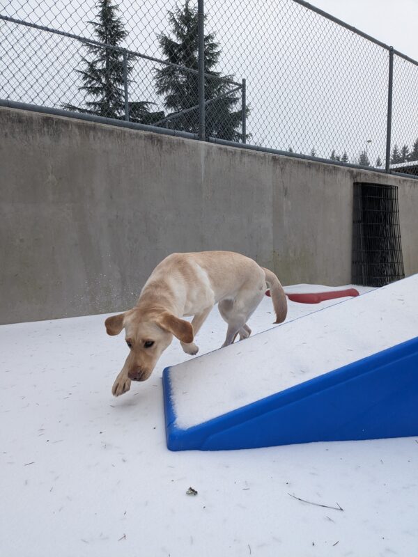 A yellow lab runs in the snow with her head low and her ears flopped up sniffing all the new scents that come with snowfall. She is rounding a blue play structure.