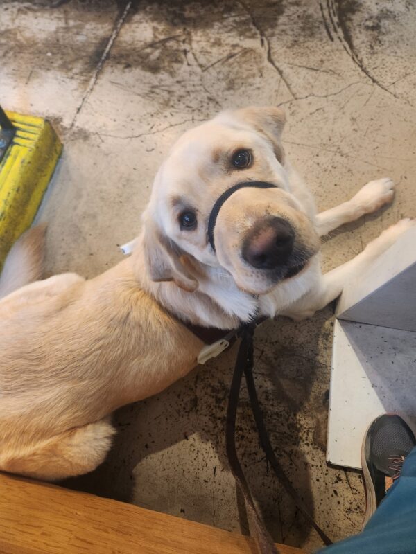 Burrito lies down, in partial harness and head collar, at a cafe in Downtown Portland. He lies on a concrete floor and is looking upwards into the camera.