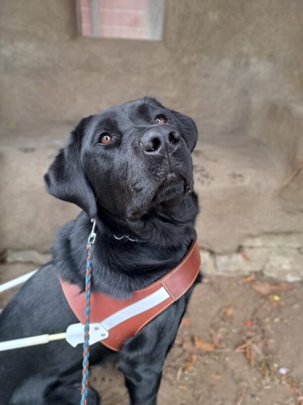 Black lab (Larson) sitting in harness from the side staring at the camera. A beautiful rock bench in the background.