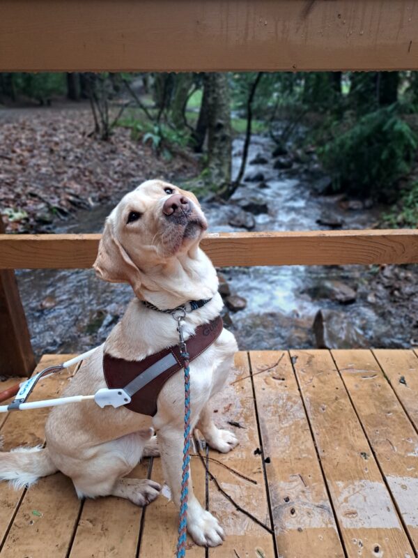 Yellow lab (Anders) sitting in harness on a wood bridge in front of a beautiful stream of water with trees and rocks in the background.