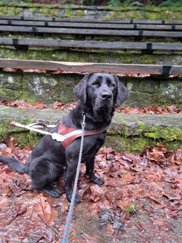 Black lab (Kindred) sits in harness in front of mossy, outdoor concrete theatre seats. The ground is covered in wet leaves.